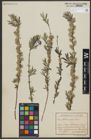 Foto von Salix repens subsp. rosmarinifolia (L.) Andersson